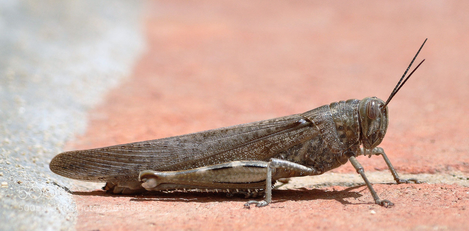 Nikon D90 sample photo. Grasshopper photography