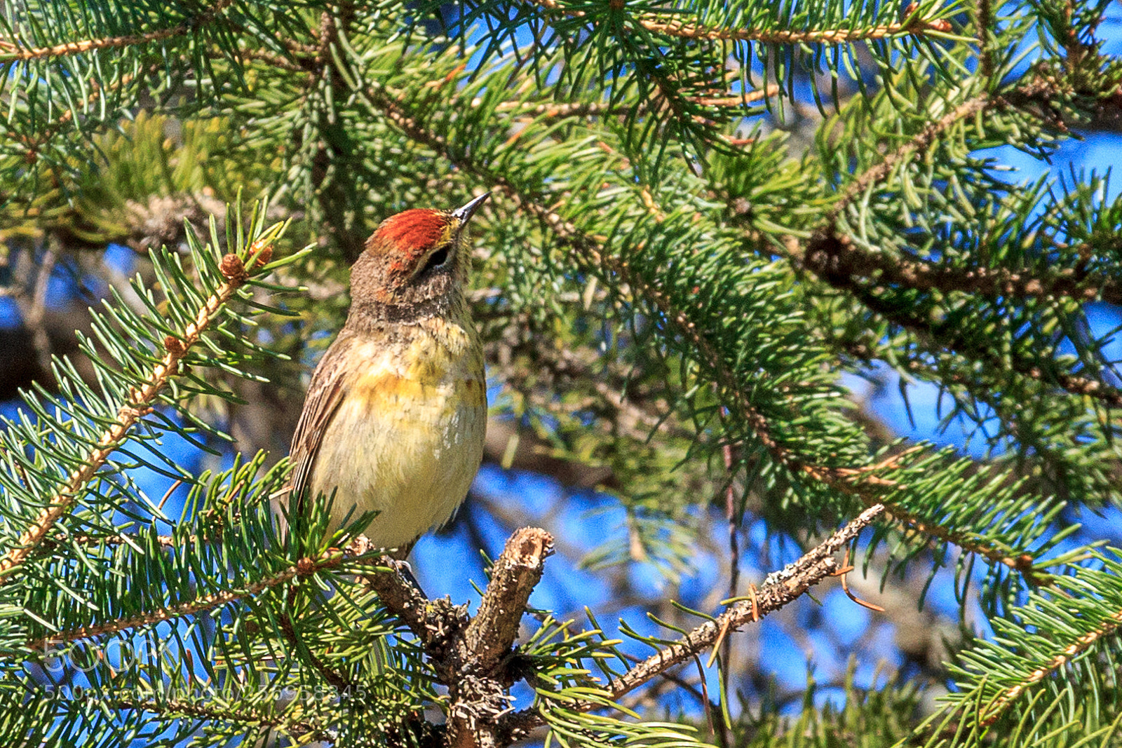 Canon EOS 1100D (EOS Rebel T3 / EOS Kiss X50) sample photo. Warbler photography
