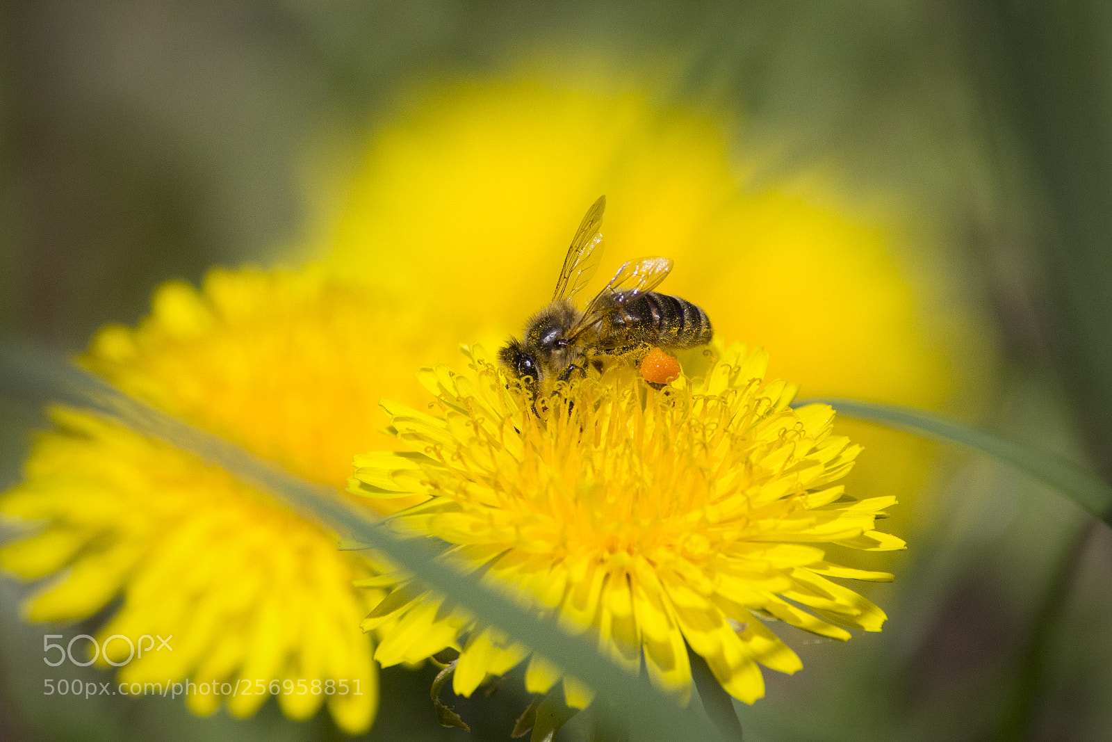 Canon EOS 60D sample photo. A bee and a photography