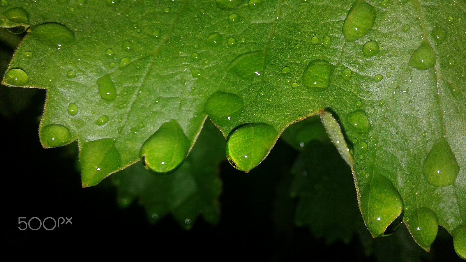 Samsung Galaxy J1 sample photo. ))) photography