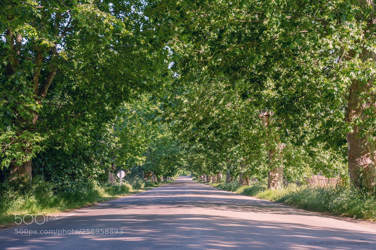 Nikon D7100 sample photo. Modifier photography