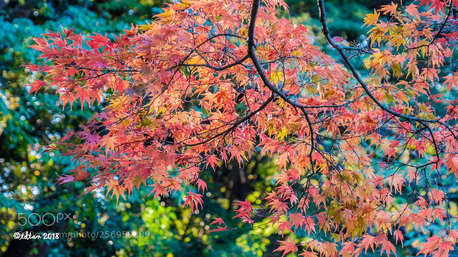 Fujifilm X-T1 sample photo. Fall - a display photography
