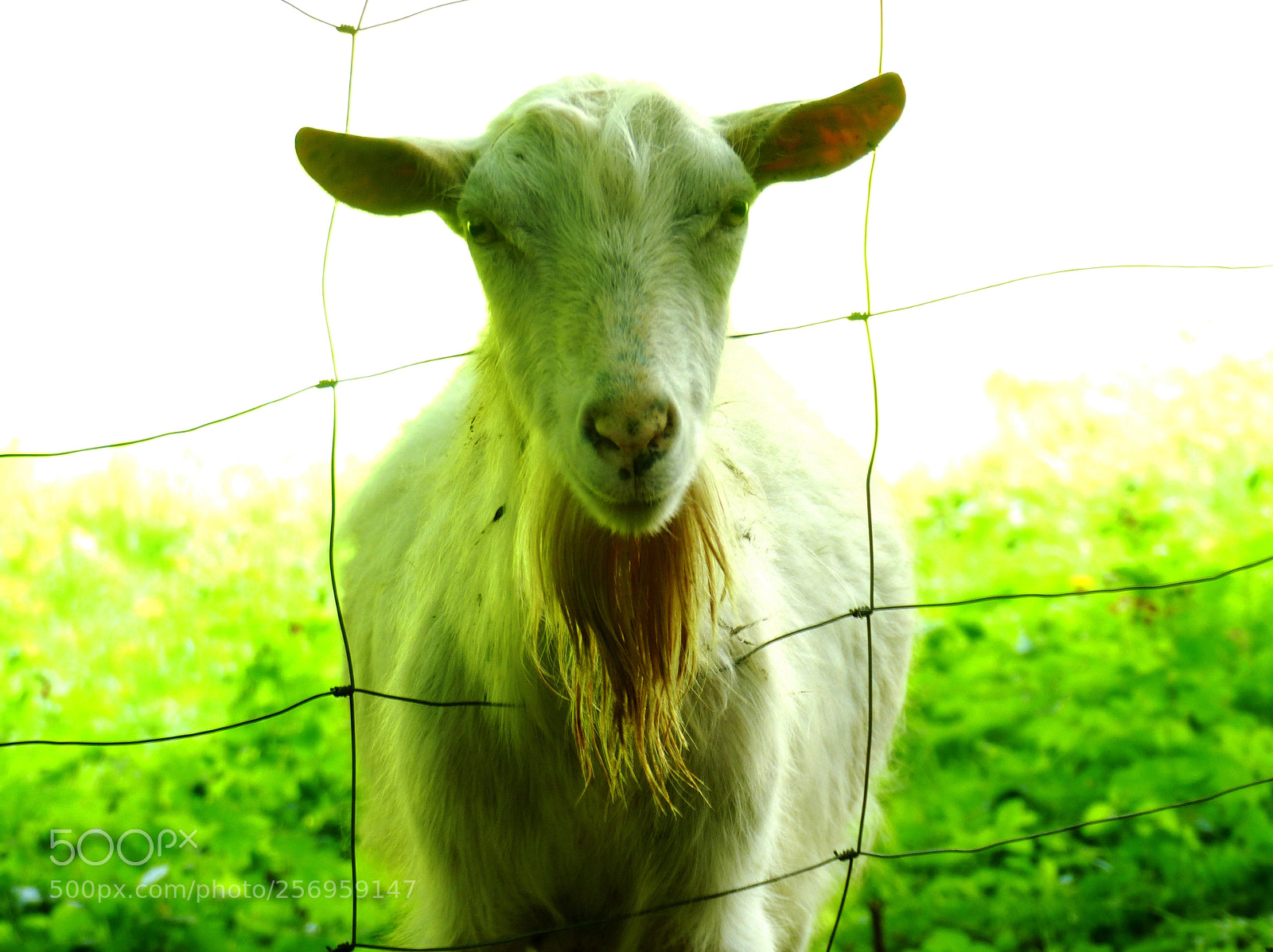 Panasonic Lumix DMC-FZ200 sample photo. Untitled photography
