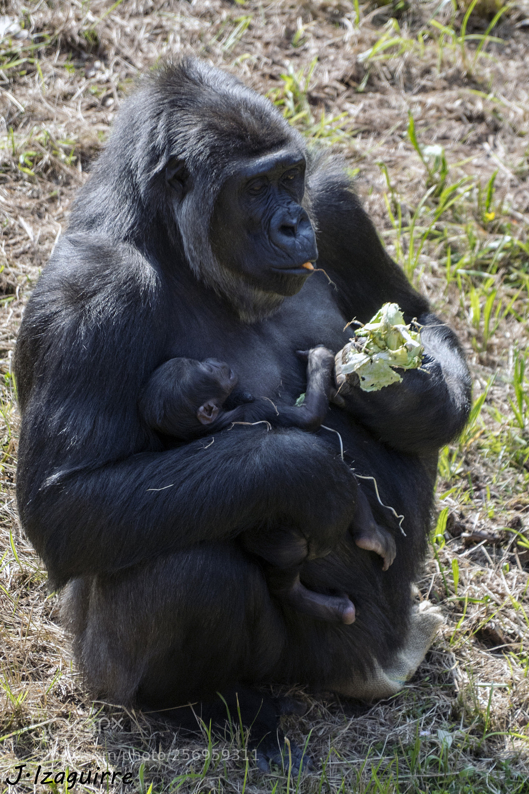 Olympus OM-D E-M1 sample photo. Chelewa and her brood photography