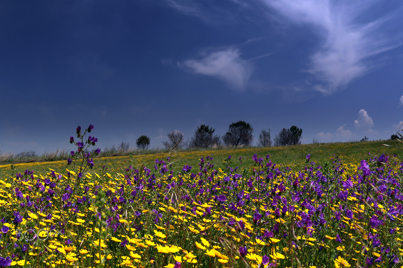 Canon EF 24-70mm F4L IS USM sample photo. Flowers photography