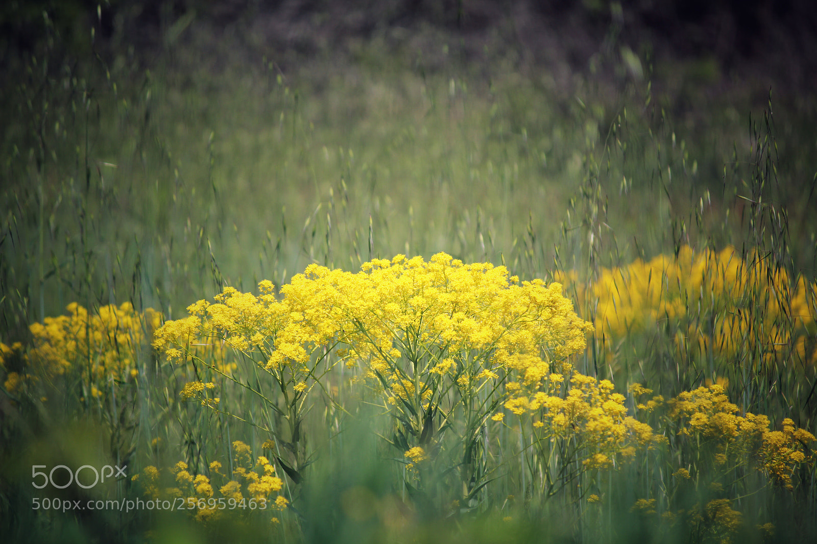 Canon EOS 550D (EOS Rebel T2i / EOS Kiss X4) sample photo. Pietra flowers #3 photography