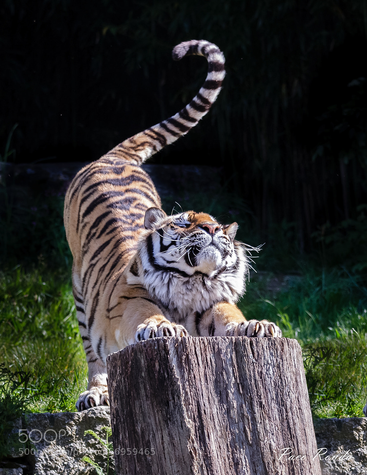 Canon EOS 7D sample photo. Tigre 1 photography