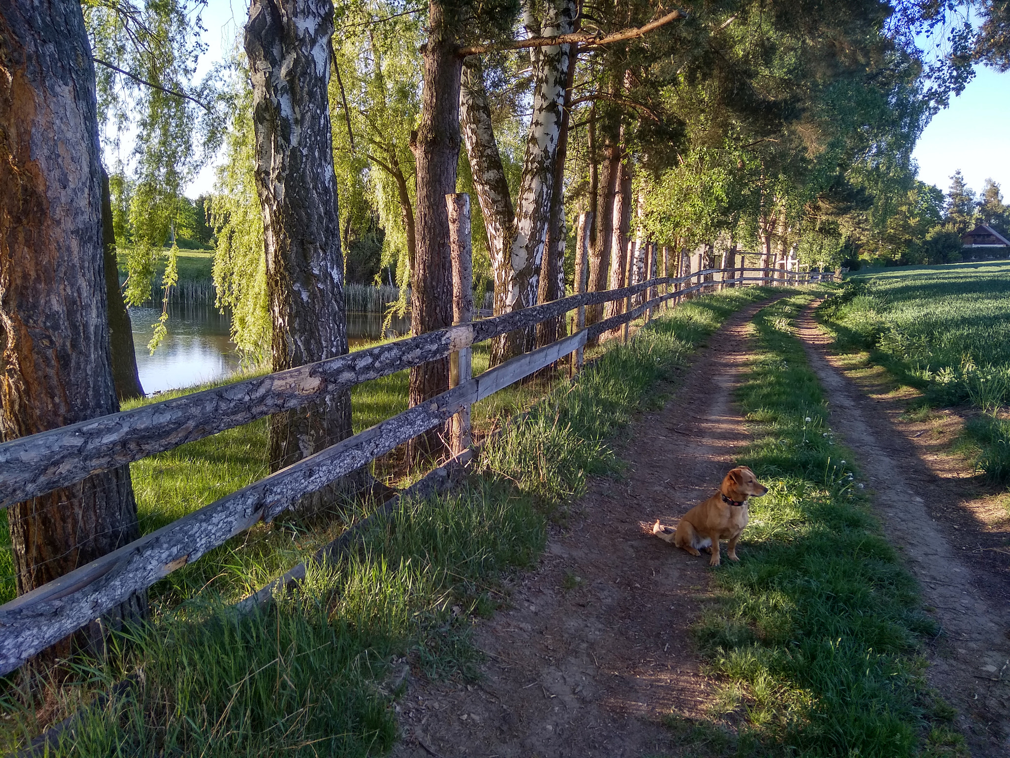 Xiaomi Redmi 5A sample photo. Wolking with dog photography