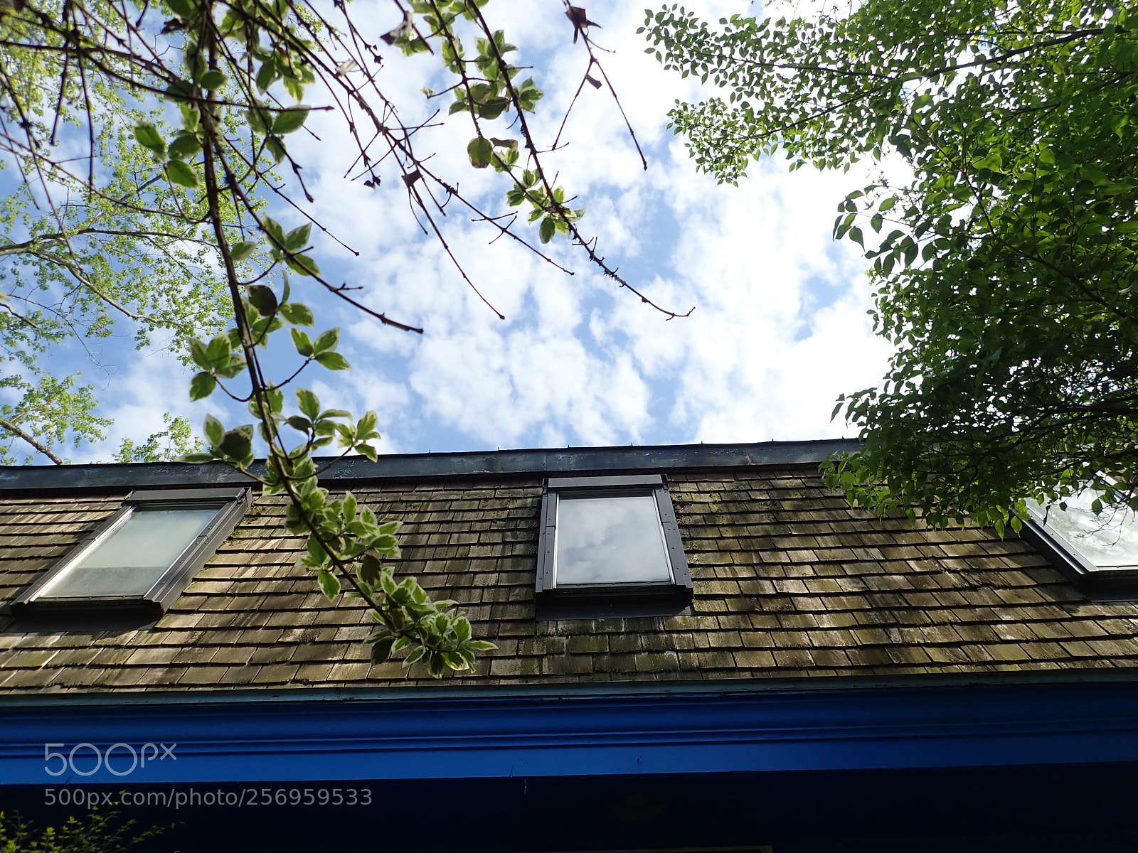 Olympus TG-5 sample photo. Looking up photography