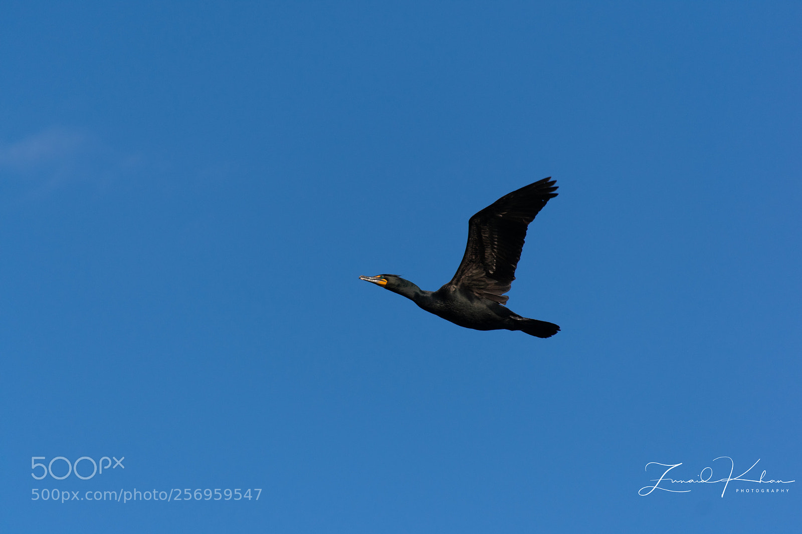 Nikon D3400 sample photo. Cormorant  photography