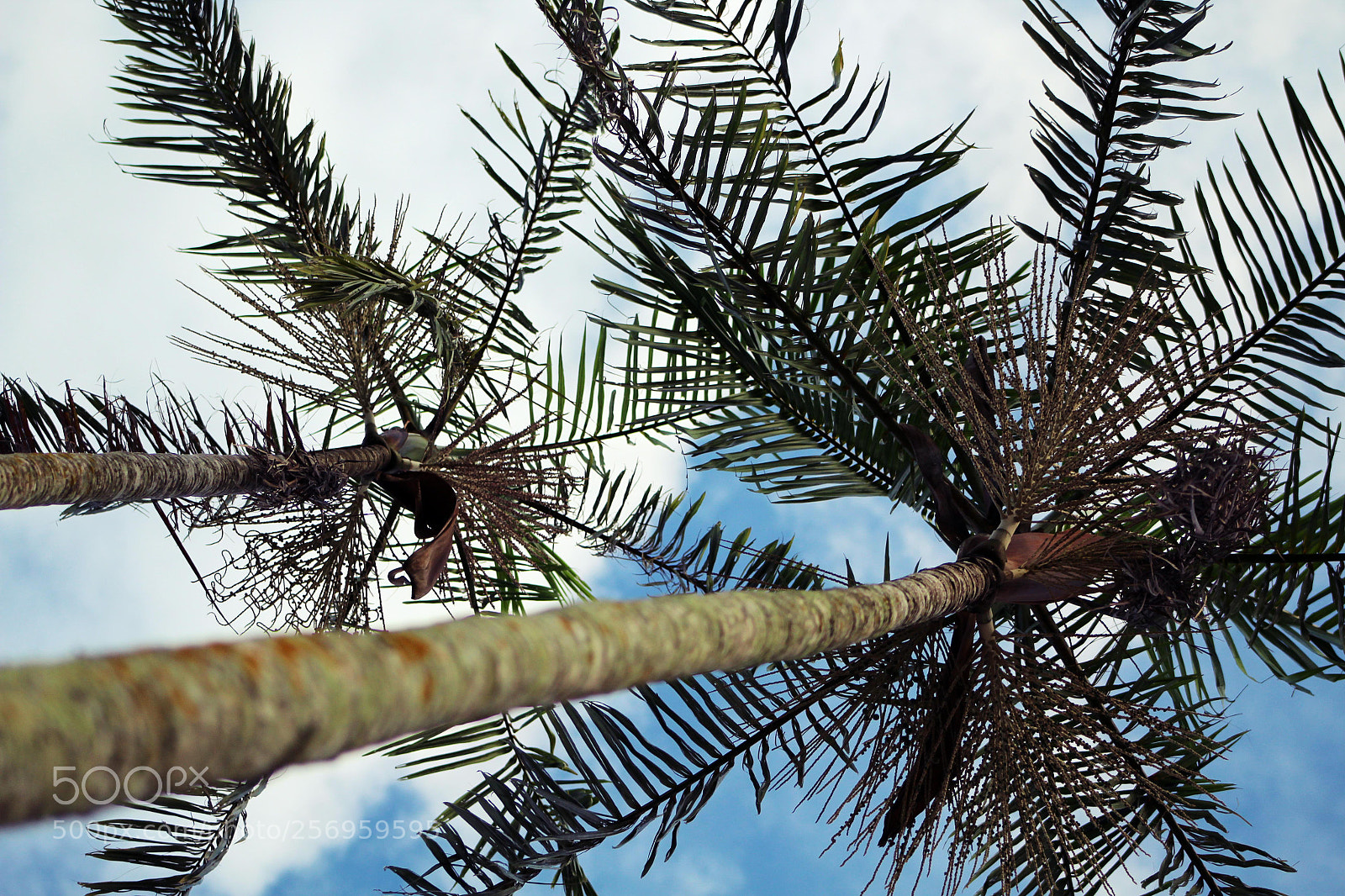 Canon EF 75-300mm f/4-5.6 sample photo. ++ photography