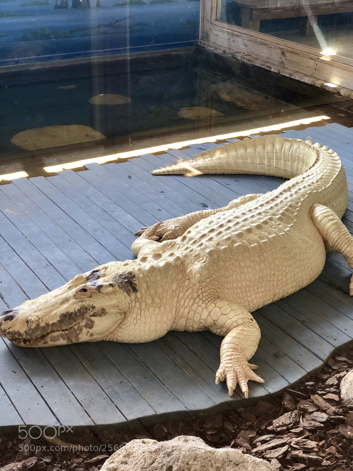Apple iPhone X sample photo. Albino gator photography