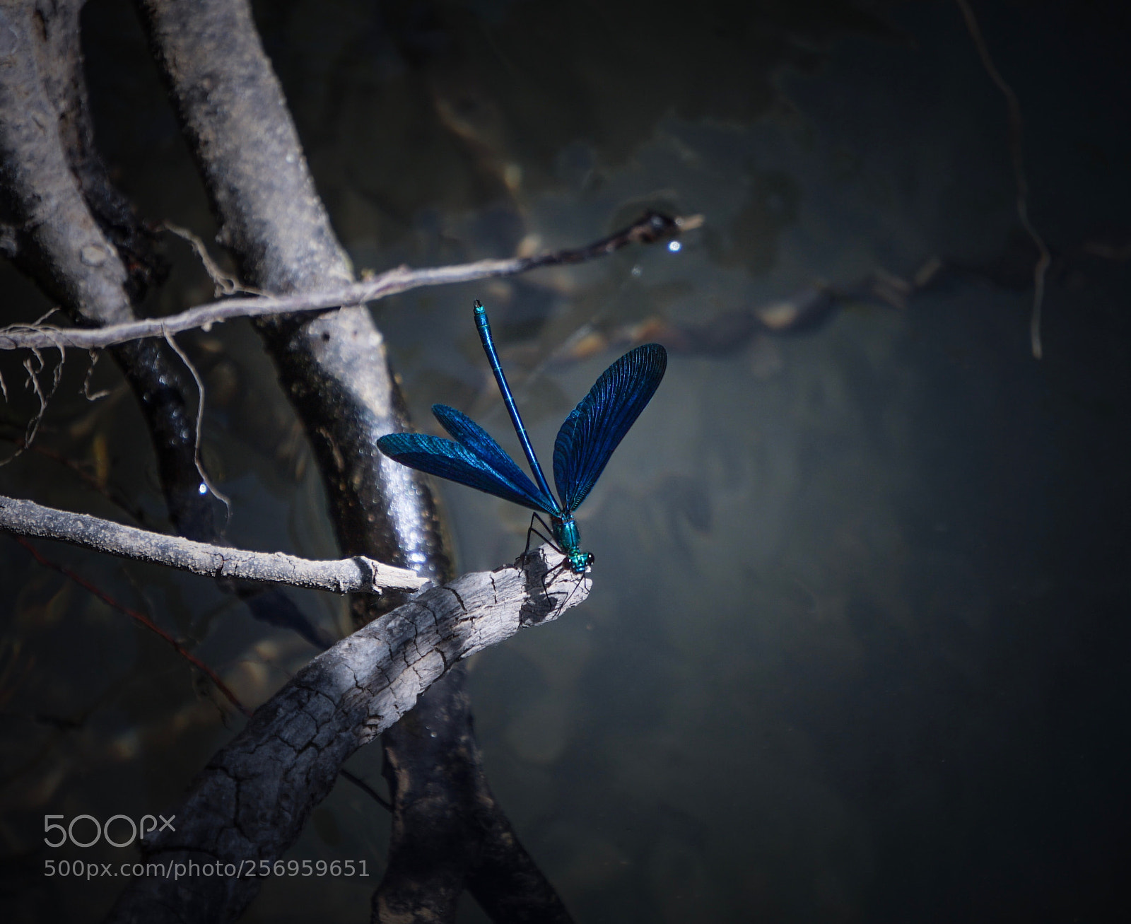 Sony a6500 sample photo. Dragonfly i photography