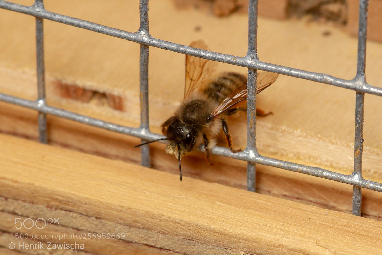 Canon EOS 7D sample photo. Rote mauerbiene photography
