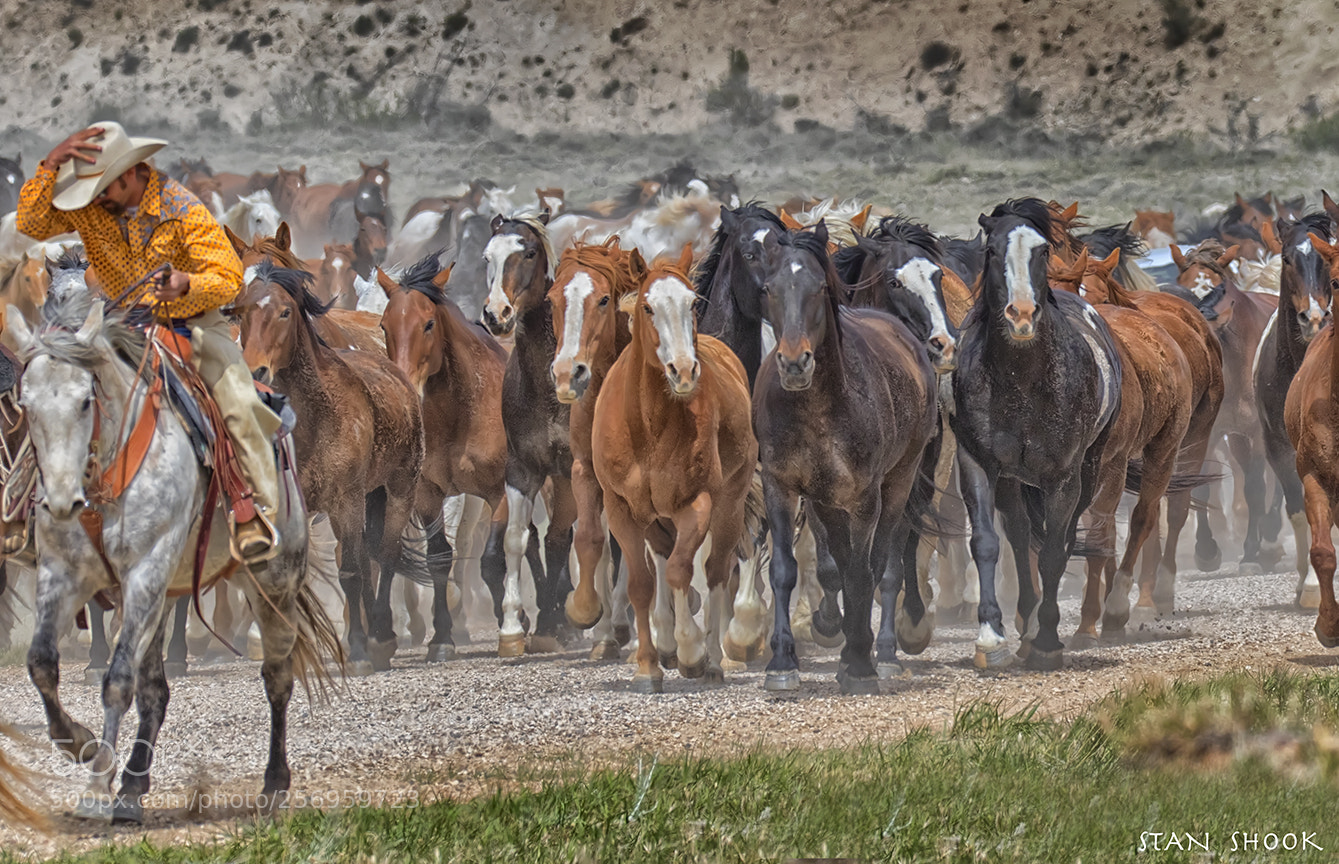 Canon EOS 7D Mark II sample photo. The great american horse photography