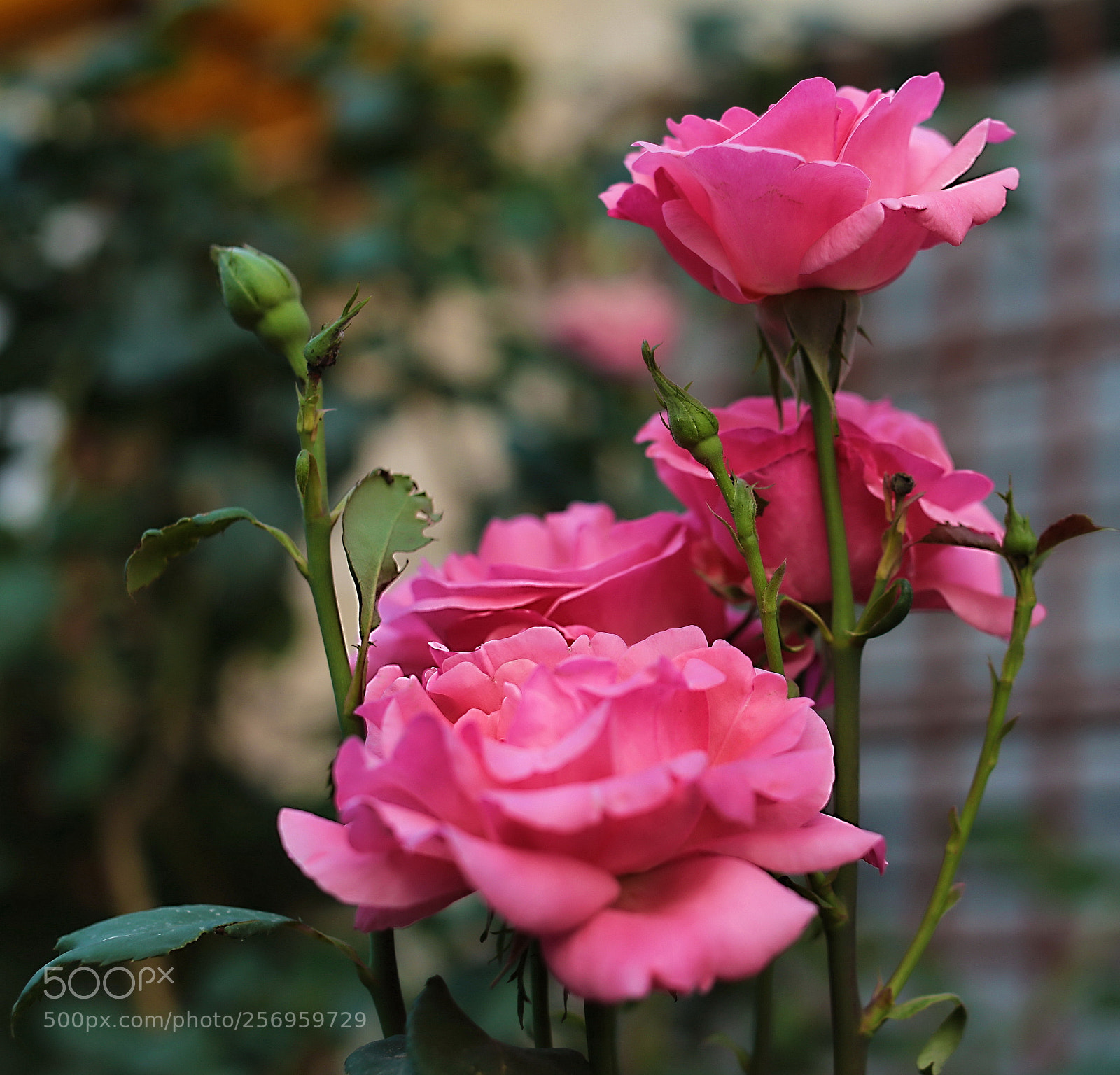 Canon EOS 6D sample photo. Roses... photography