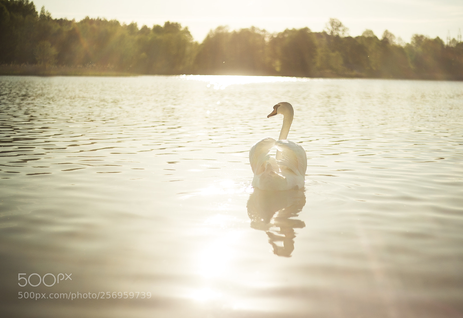 Canon EOS 6D sample photo. Swan photography