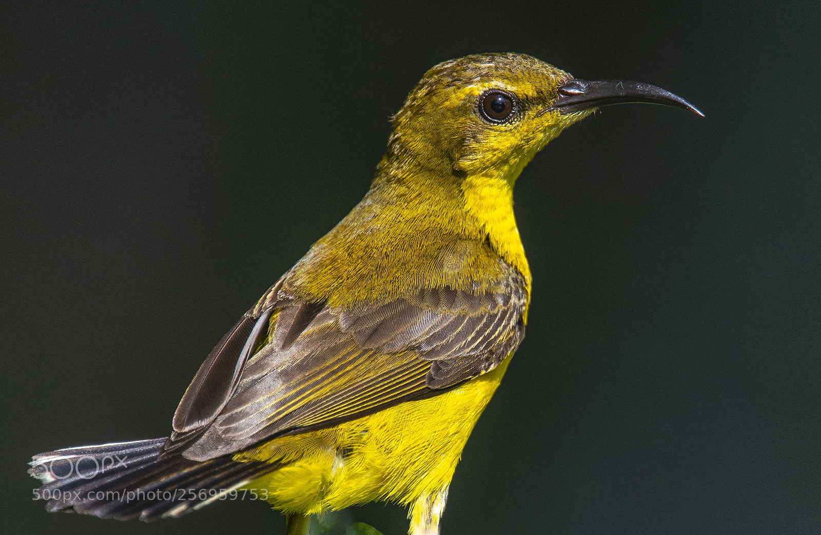 Nikon D850 sample photo. Olive backed sunbird (f) photography
