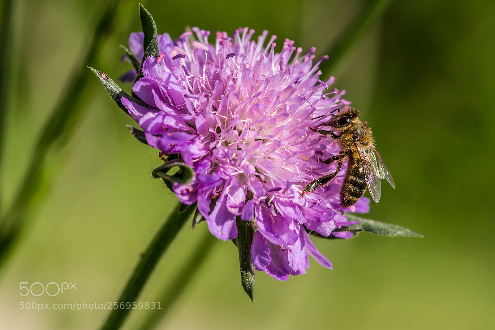 Canon EOS 7D sample photo. Sortie du 5 mai 2018 photography