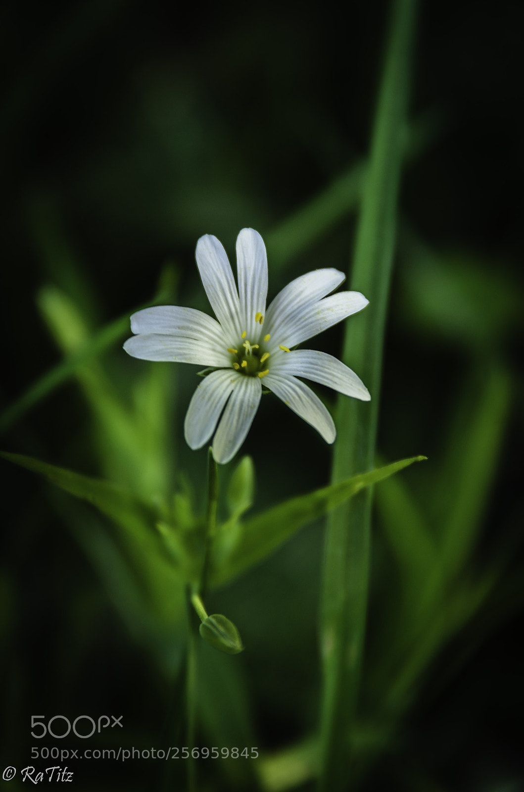 Nikon D7000 sample photo. Flowerpower photography