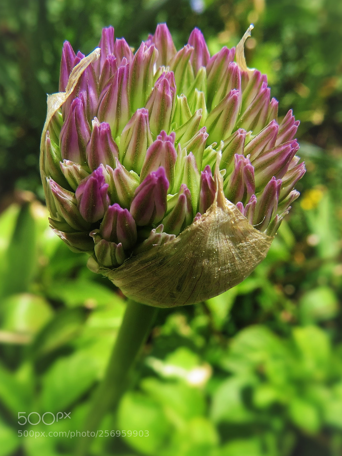 Canon PowerShot SX50 HS sample photo. Purple onion flower bud photography