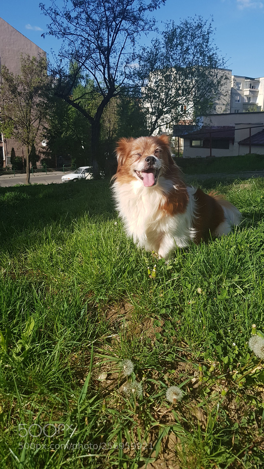 Samsung Galaxy S8+ sample photo. Sun in my eyes photography