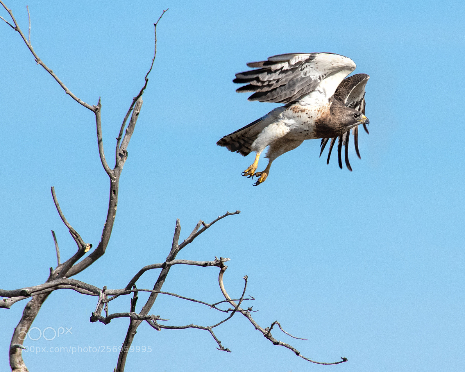 Nikon D850 sample photo. Return to flight photography
