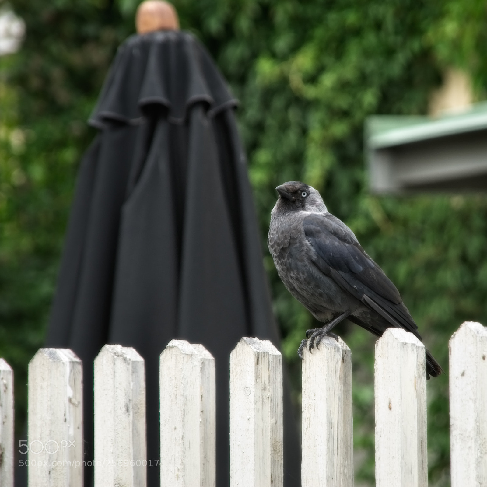 Nikon D200 sample photo. 500px.jpg photography