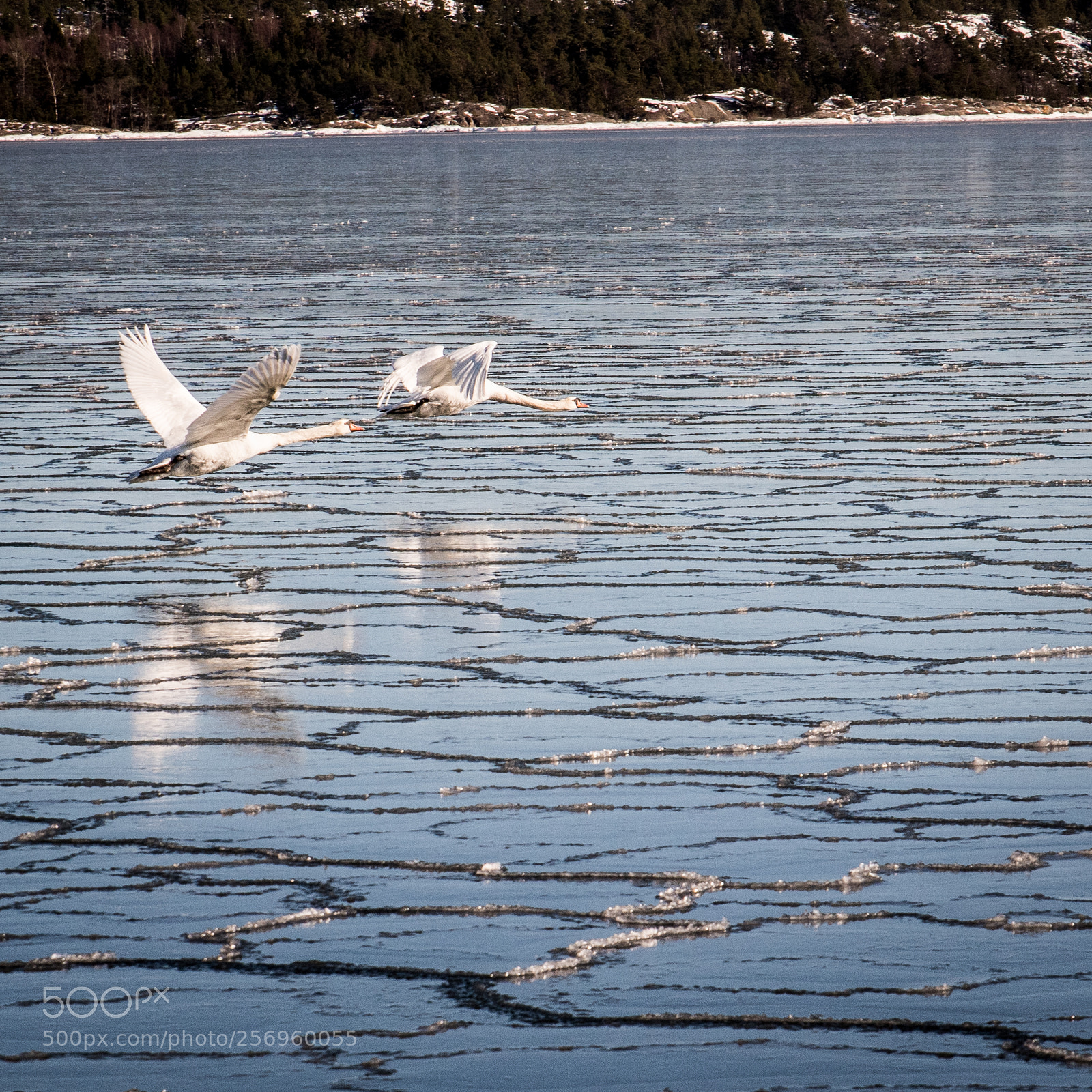 Nikon D500 sample photo. 500px-3.jpg photography