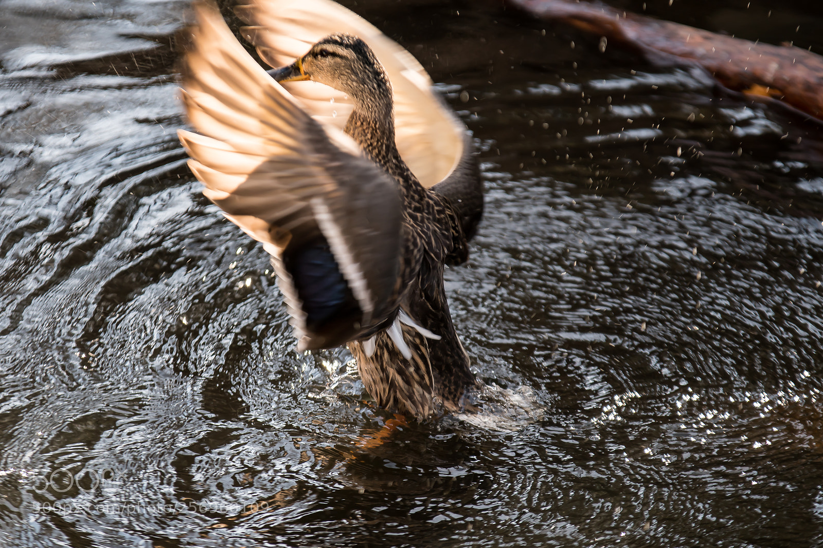 Nikon D500 sample photo. 500px-5.jpg photography