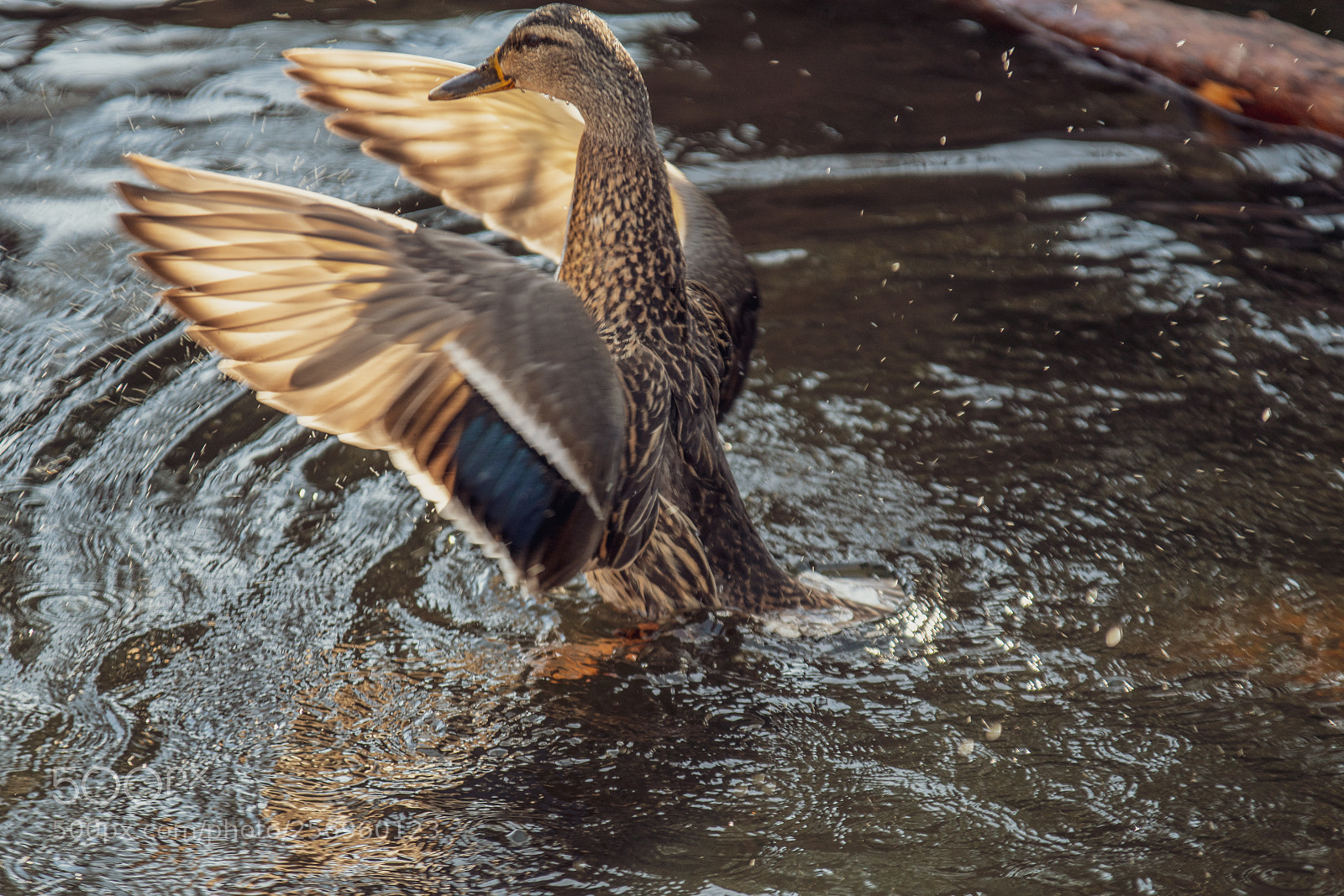 Nikon D500 sample photo. 500px-6.jpg photography