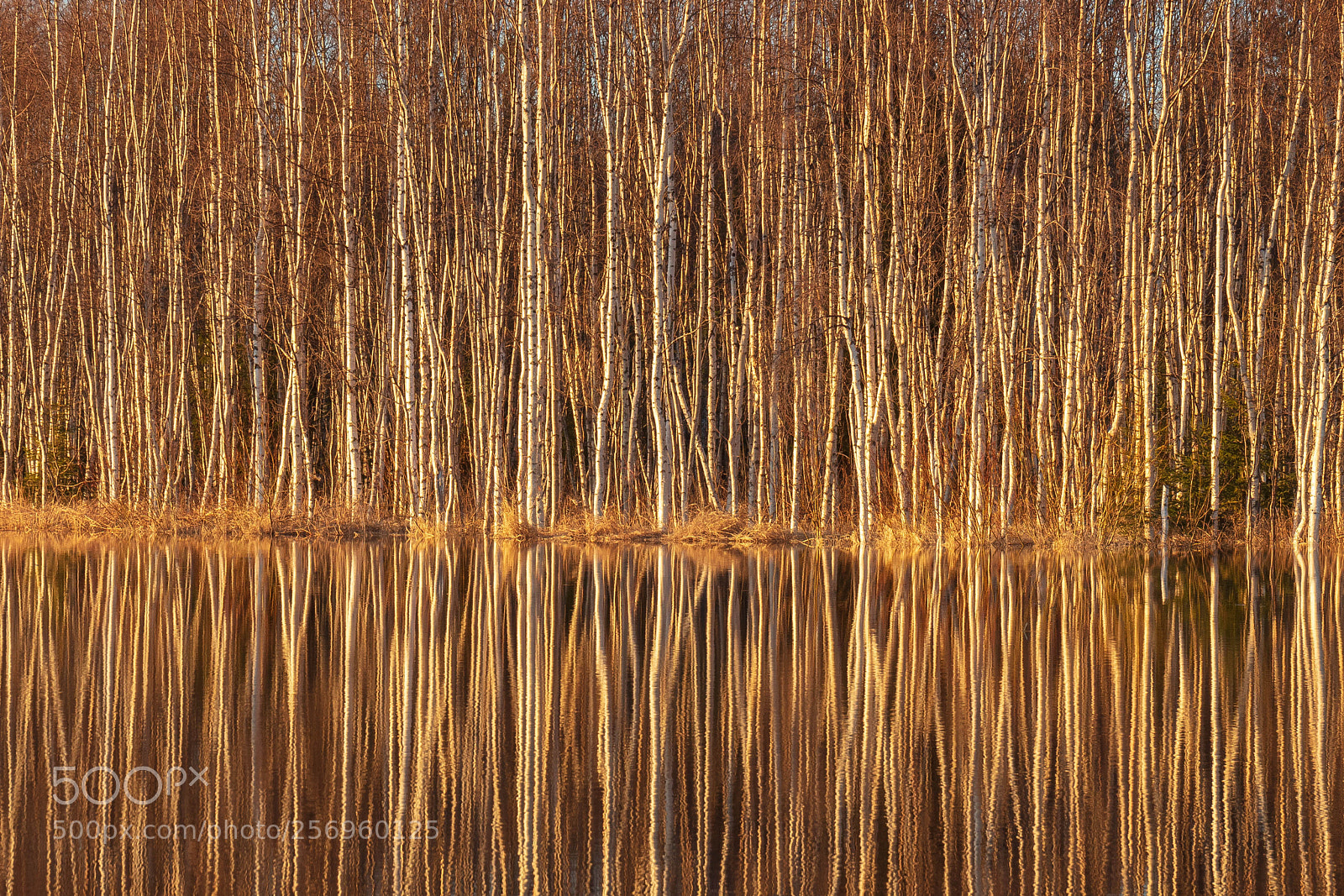 Canon EOS 5DS R sample photo. Reflections photography