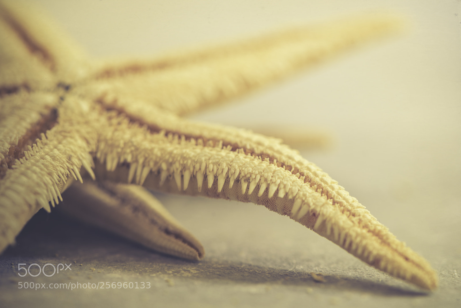 Nikon D600 sample photo. Starfish photography