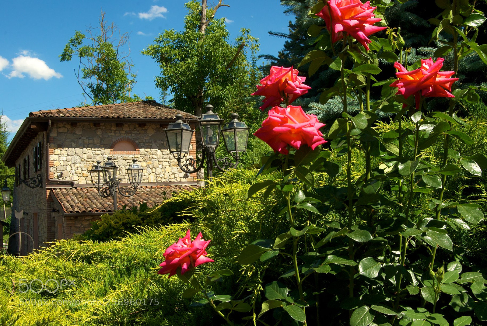 Nikon D60 sample photo. Version photography