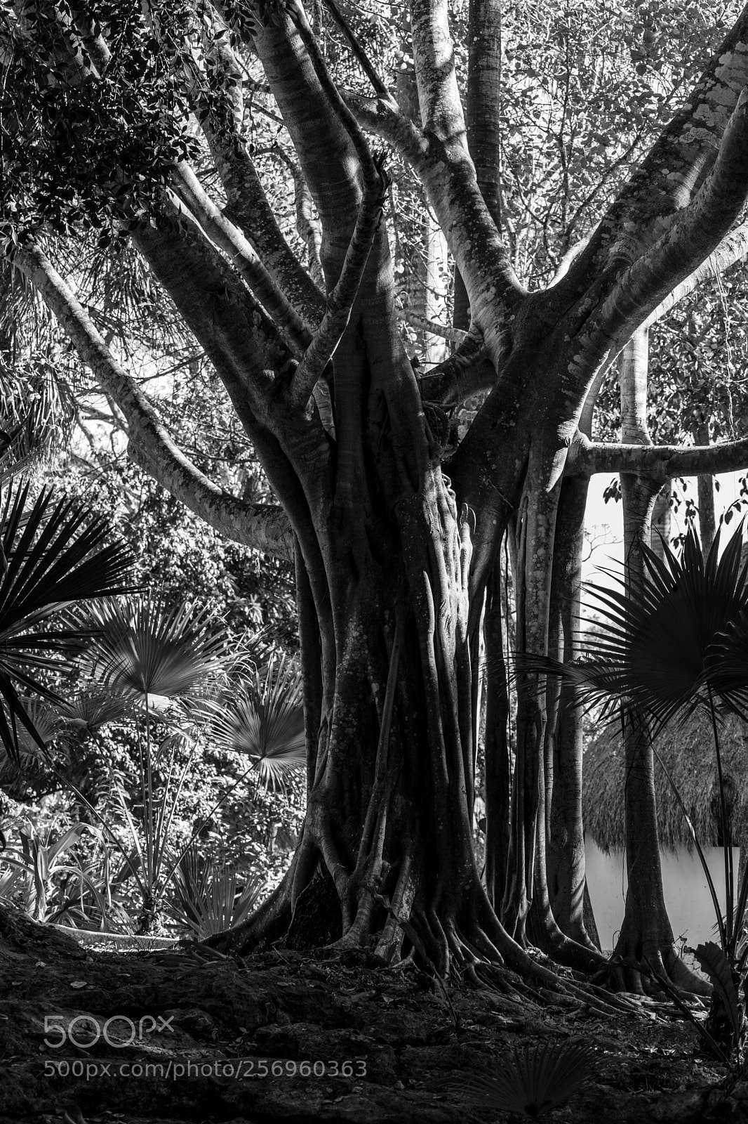 Nikon D3400 sample photo. Tree and shadows photography