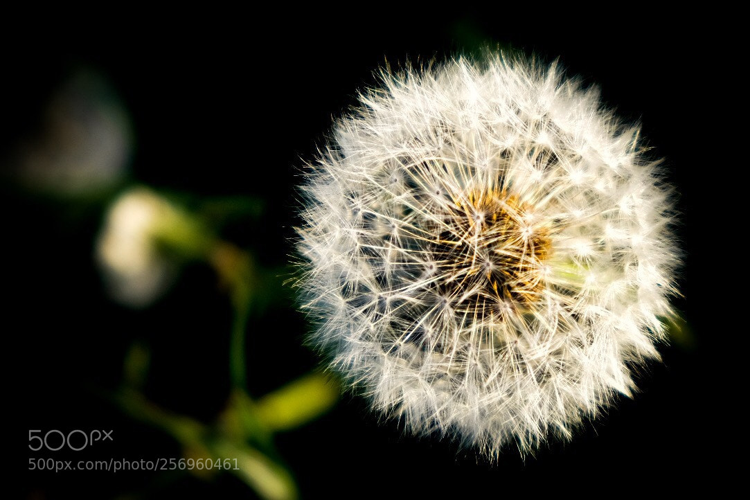 Fujifilm X-T20 sample photo. Untitled photography