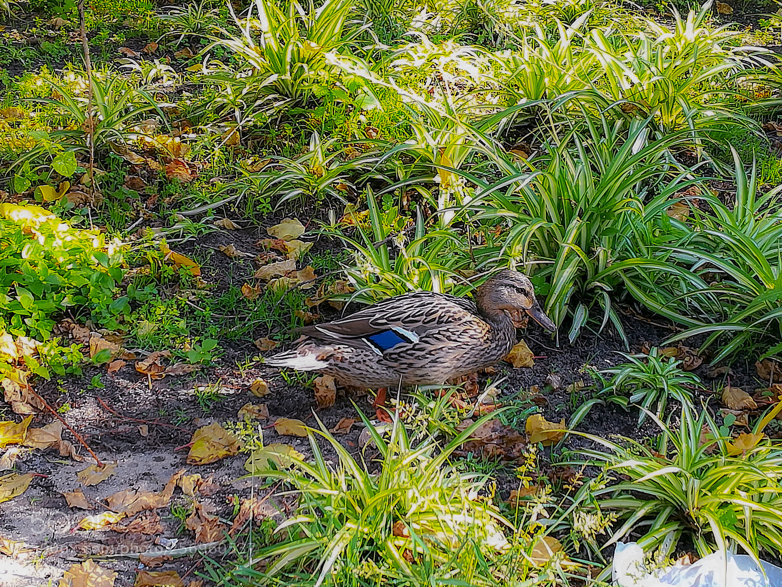 HUAWEI P10 lite sample photo. Quack photography