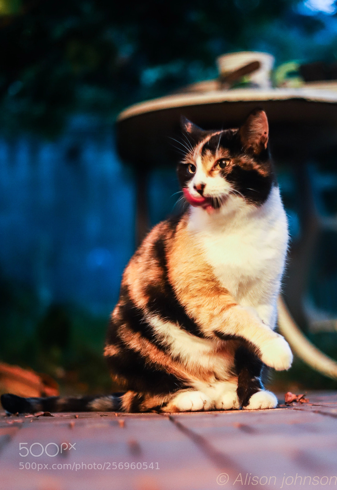 Canon EOS 6D Mark II sample photo. Cats photography