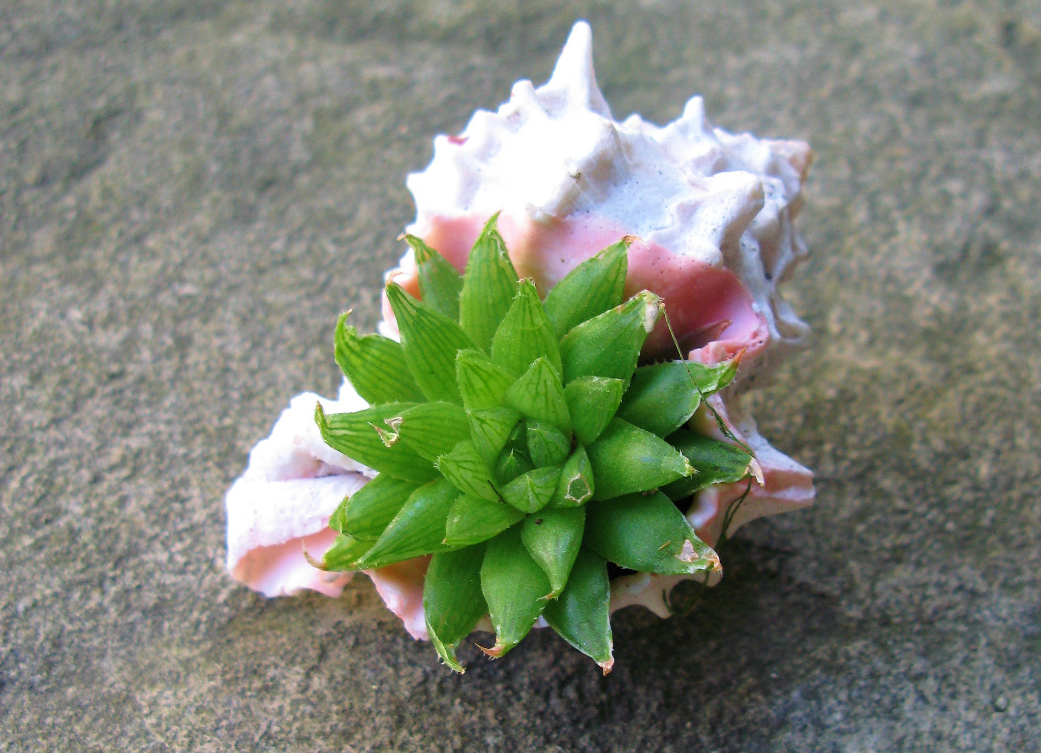 Canon POWERSHOT G7 sample photo. Cactus in a shell photography