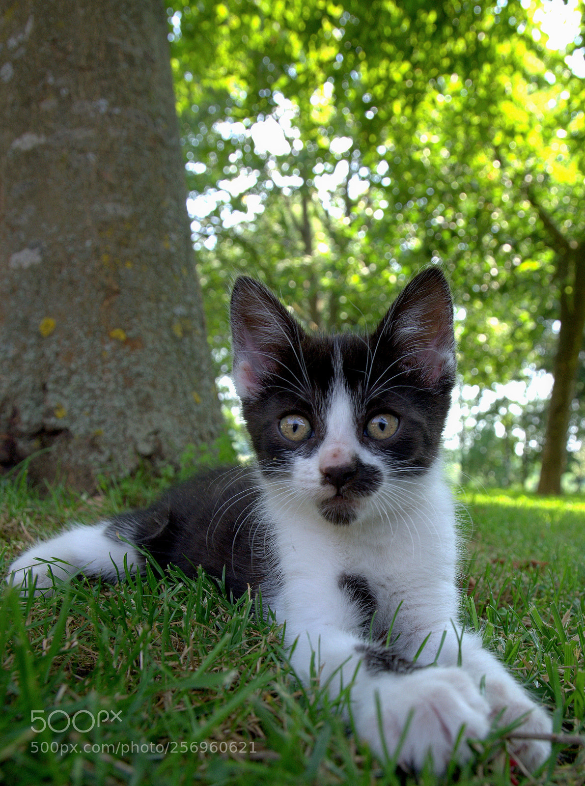 Nikon D7000 sample photo. B&w sphynx photography