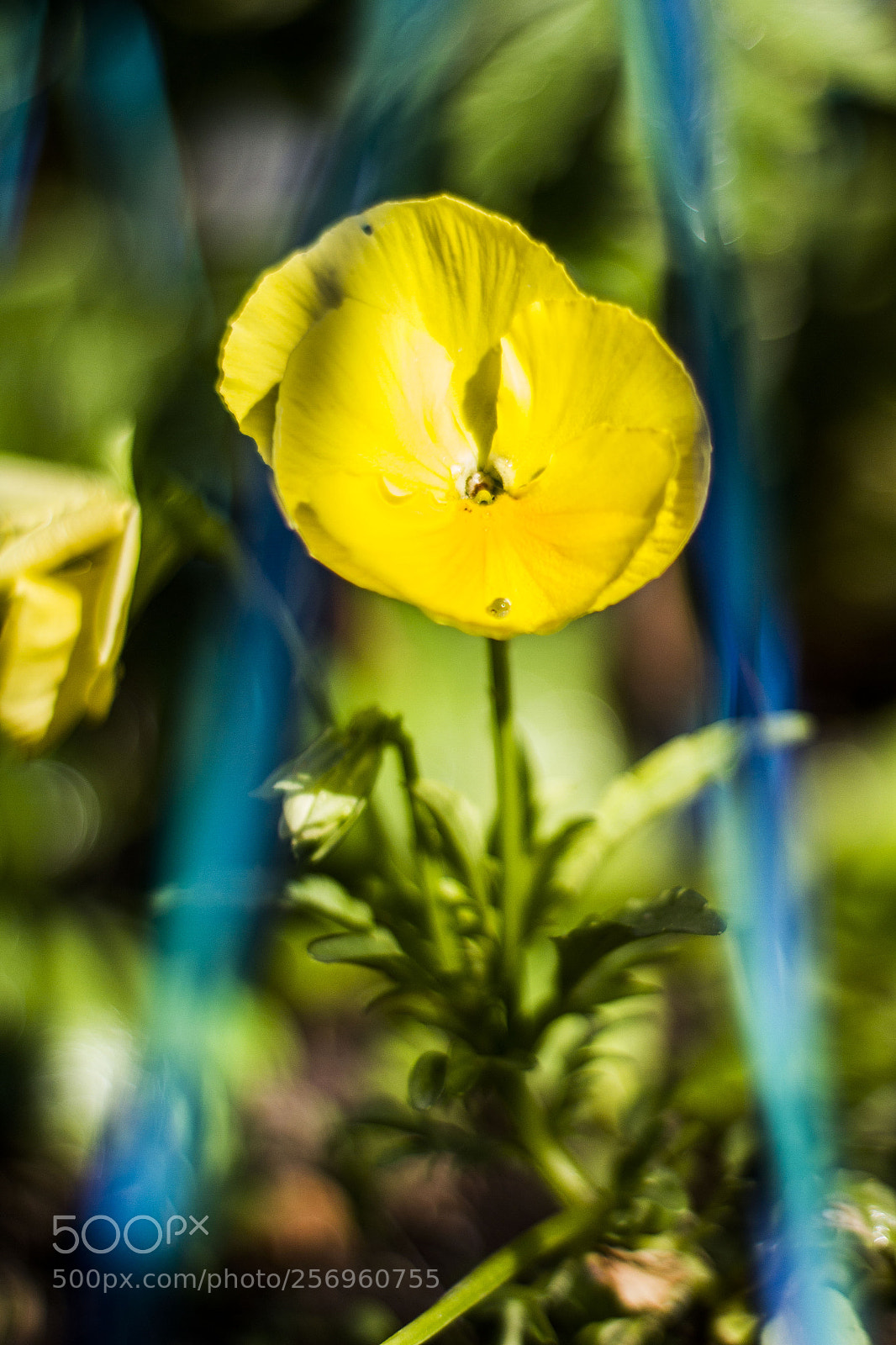 Canon EOS 7D sample photo. Yellow photography