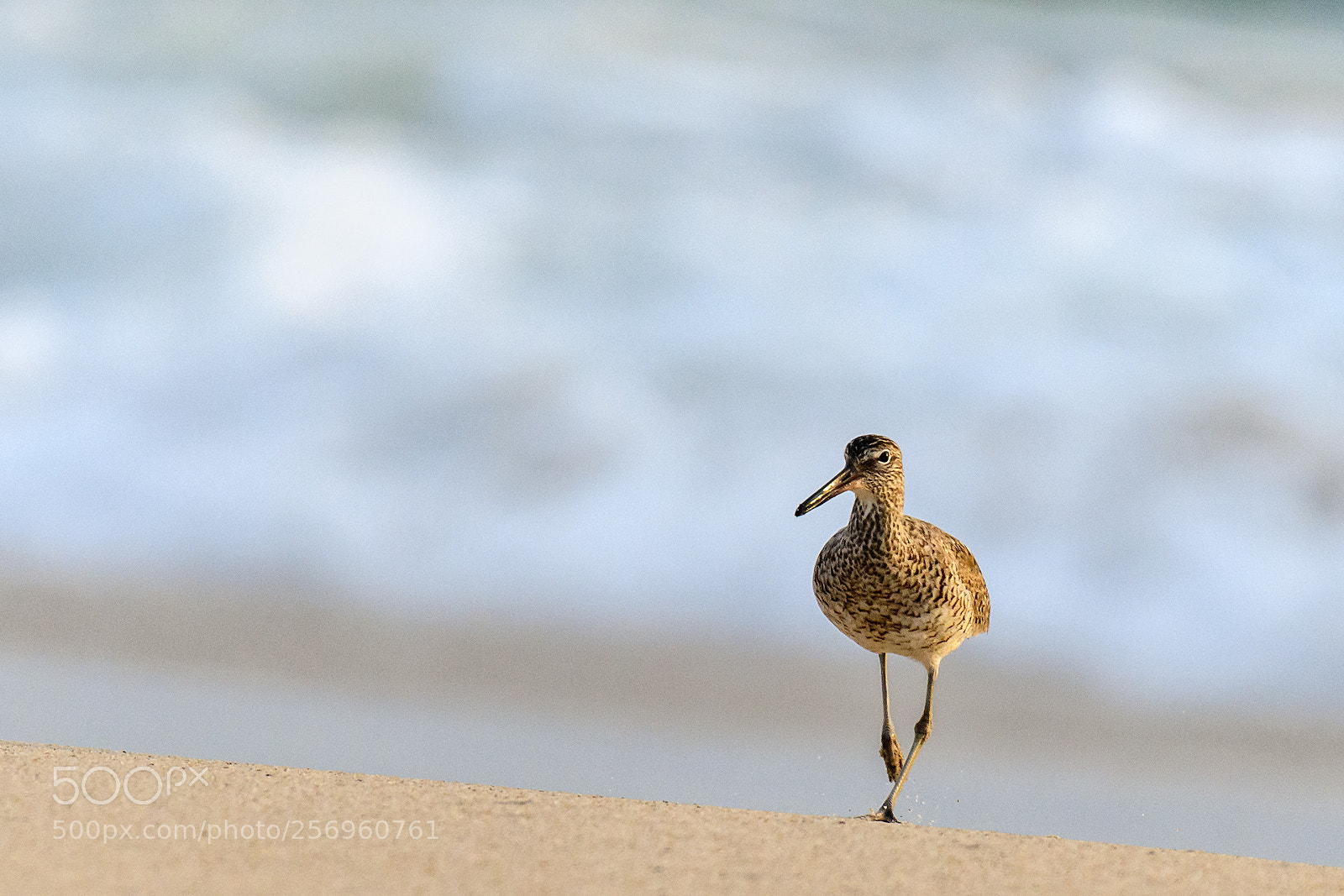 Nikon D850 sample photo. Strutting photography