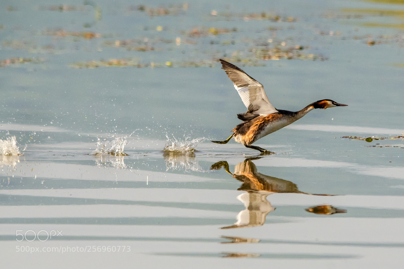 Nikon D7000 sample photo. Water run photography