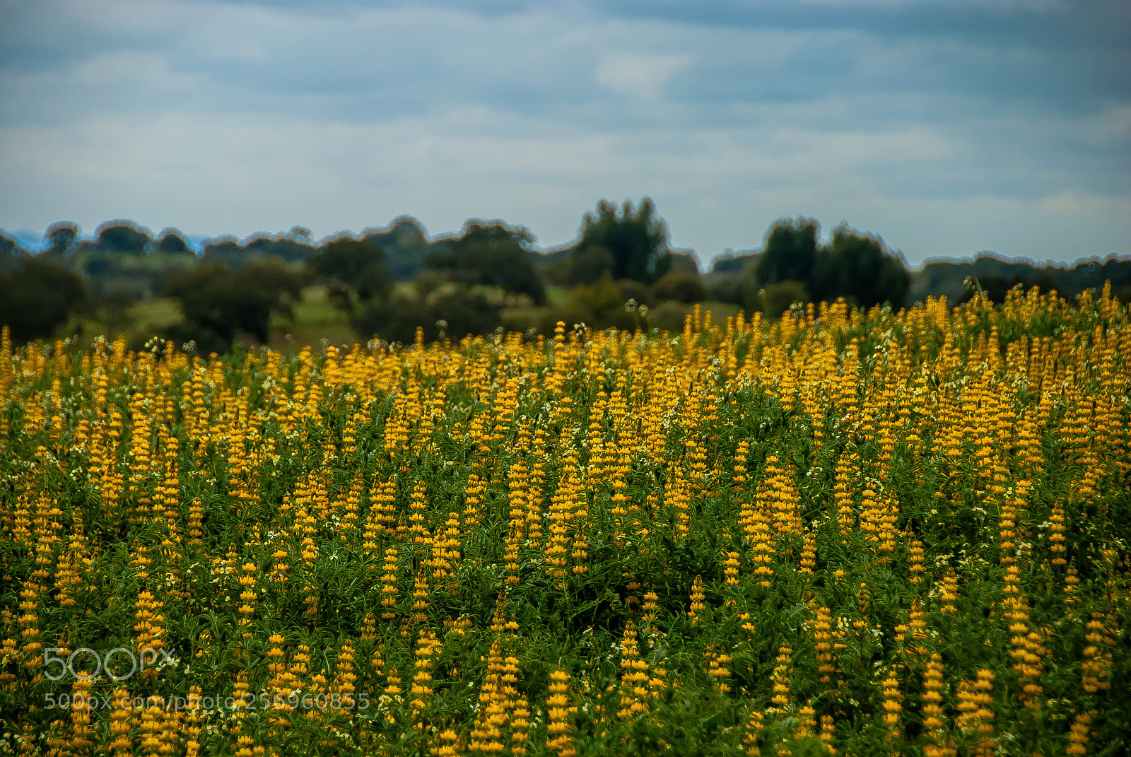 Nikon D60 sample photo. Field in alentejo photography