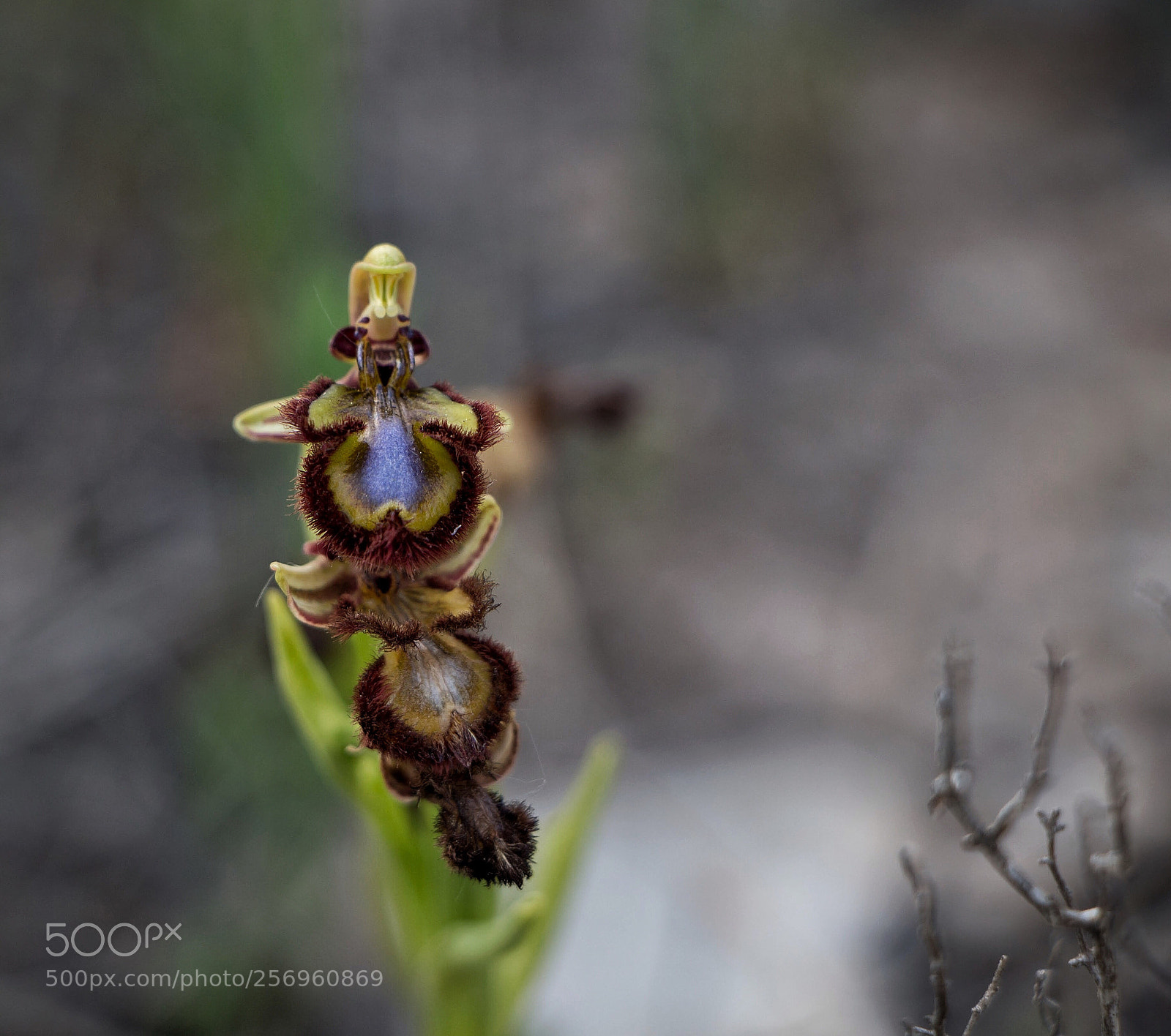 Canon EOS 700D (EOS Rebel T5i / EOS Kiss X7i) sample photo. Ophrys speculum photography