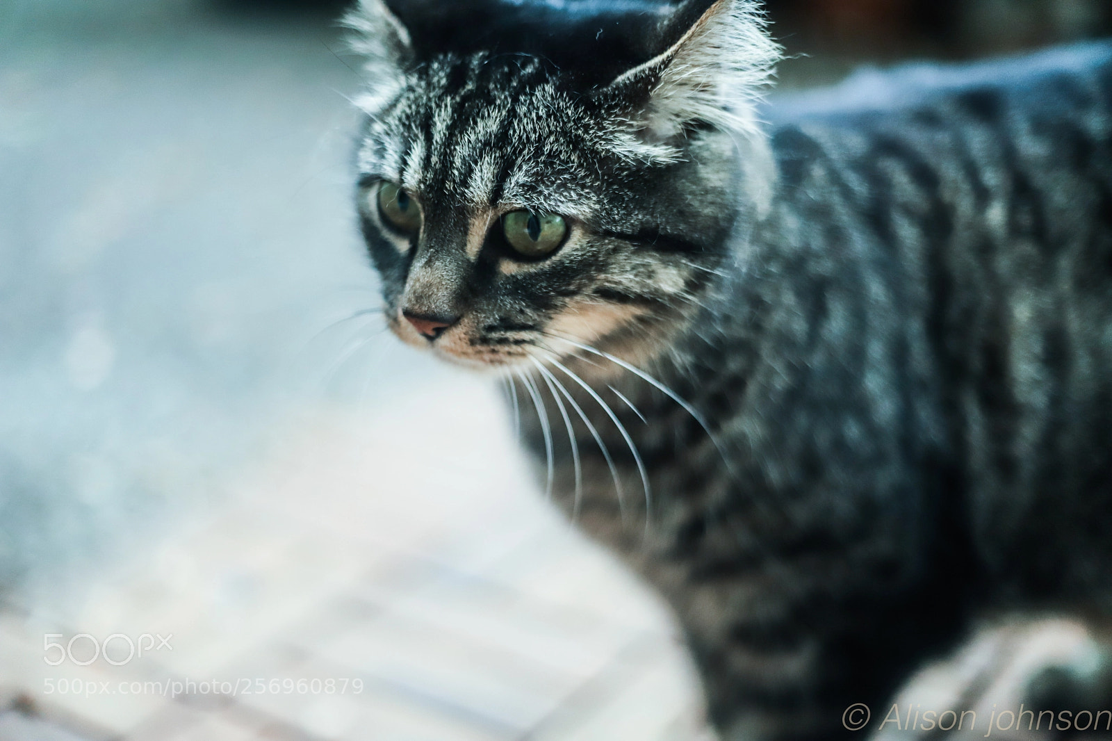 Canon EOS 6D Mark II sample photo. Cats photography