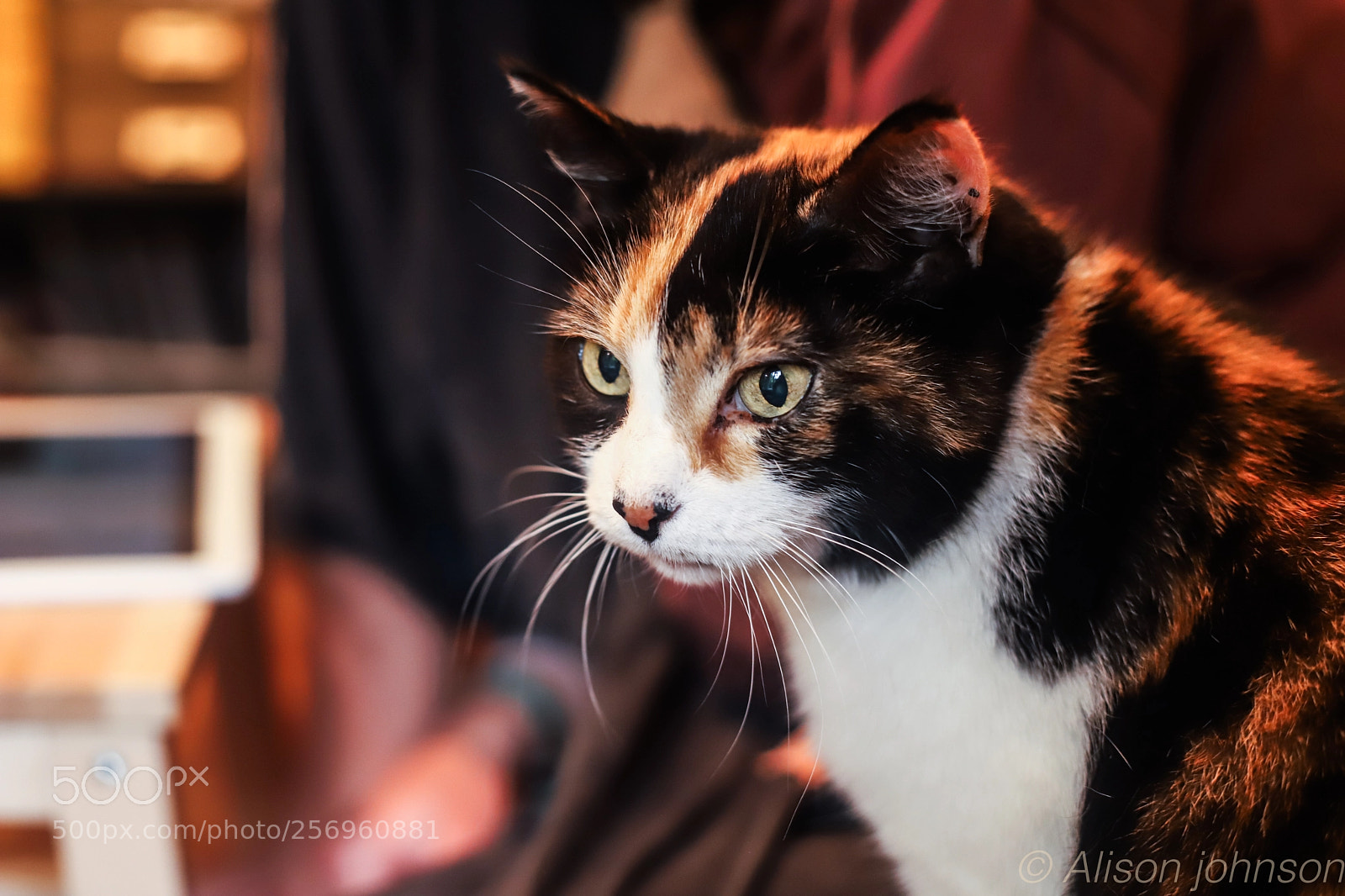 Canon EOS 6D Mark II sample photo. Cats photography