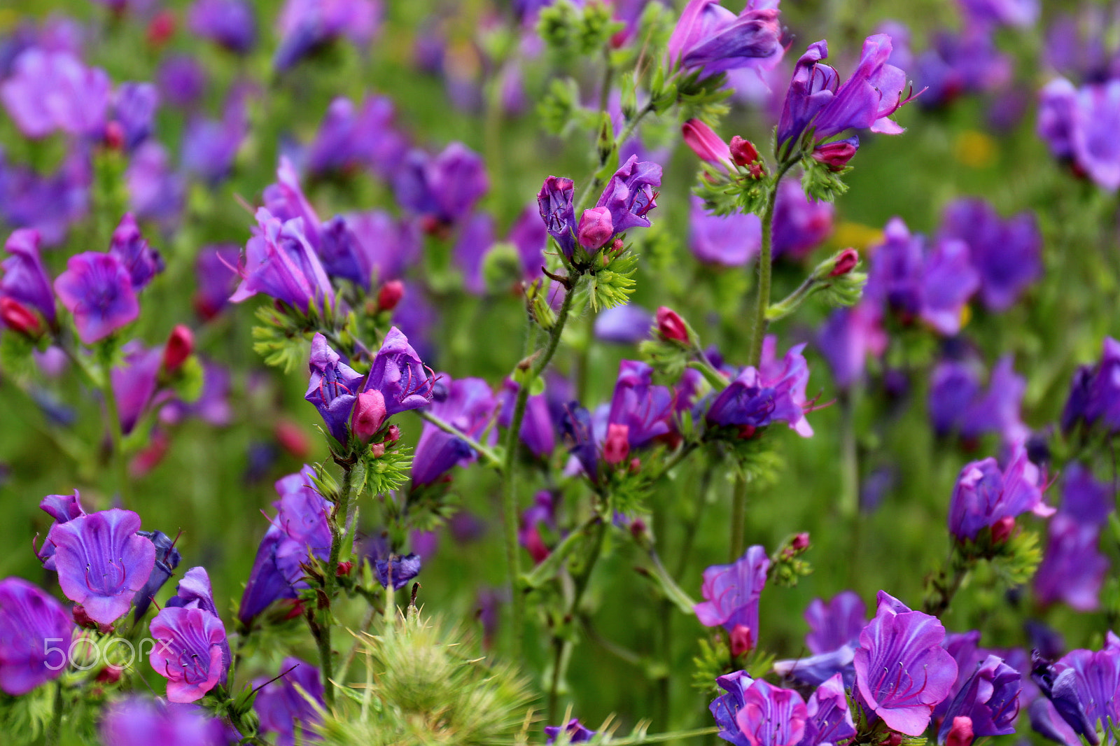 Canon EF 24-70mm F4L IS USM sample photo. Colors in wild photography