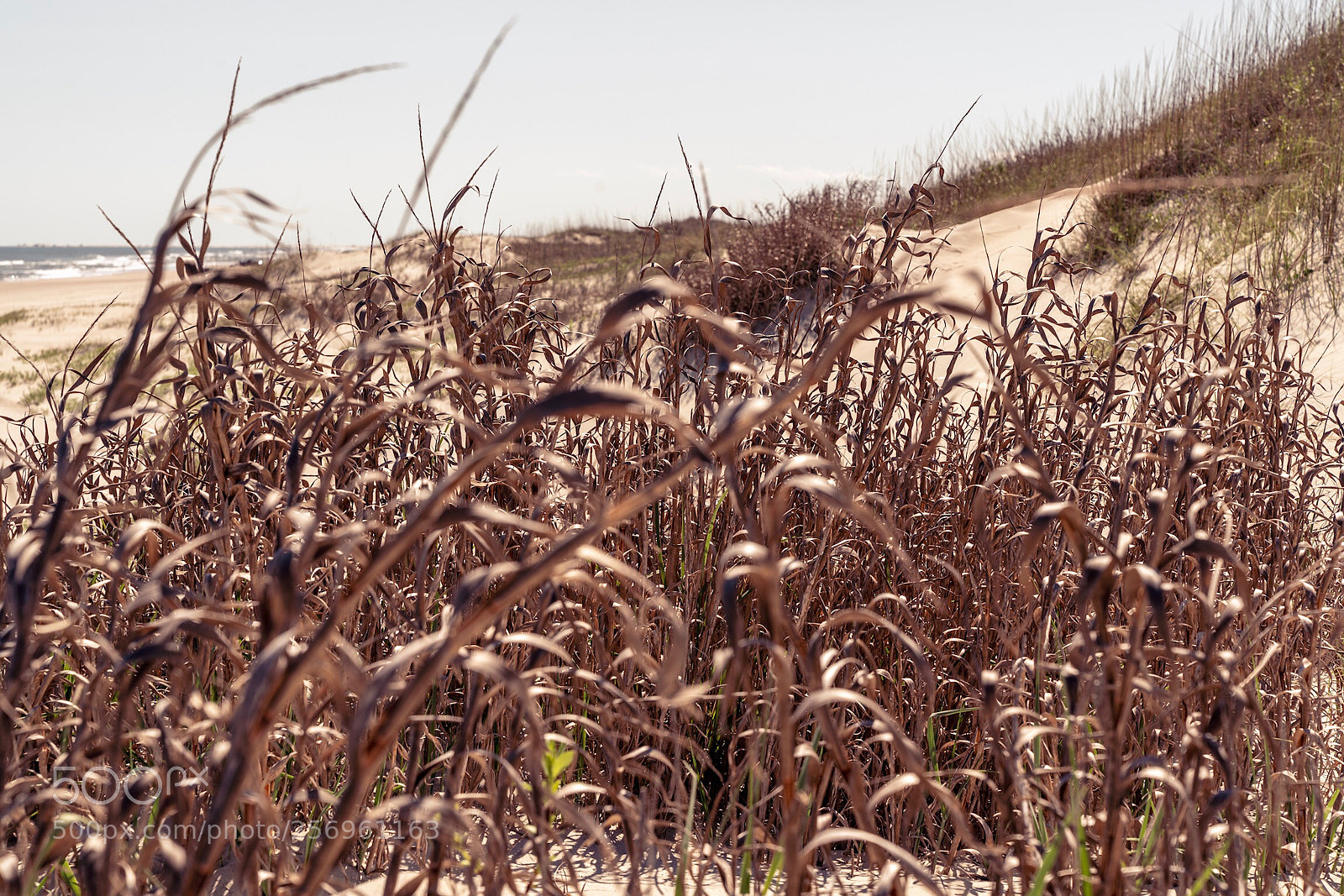 Sony a7R III sample photo. Beach grass photography