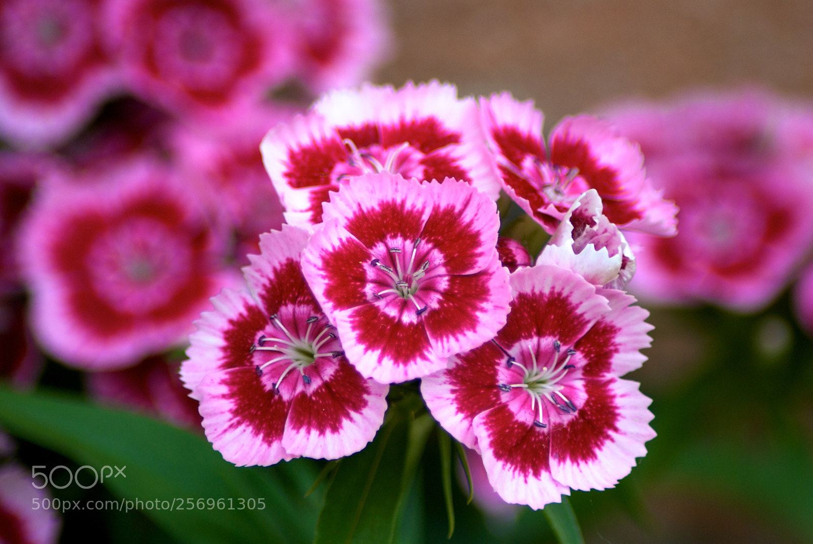 Nikon D60 sample photo. Version photography